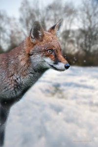 Fox Photograph Tenbury Wells Worcestershire