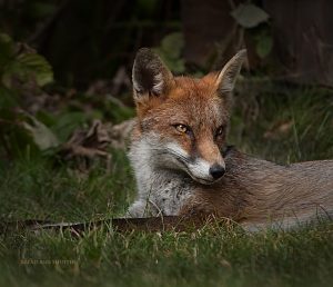 Fox Photograph Tenbury Wells