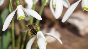 Snowdrops and bee