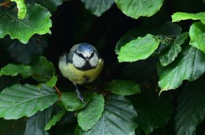 Blue tit in the garden - wildlife