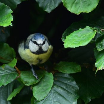 Blue tit in the garden - wildlife